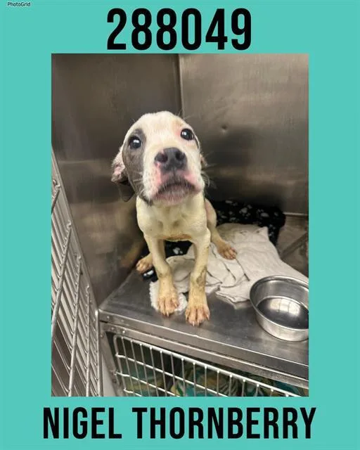 An adult small-sized male Mixed Breed dog named Nigel Thornberry for adoption in Macon, GA