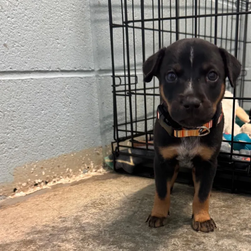 A baby small-sized male Brown / Chocolate Mixed Breed dog named Ravioli for adoption in LOXAHATCHEE, FL