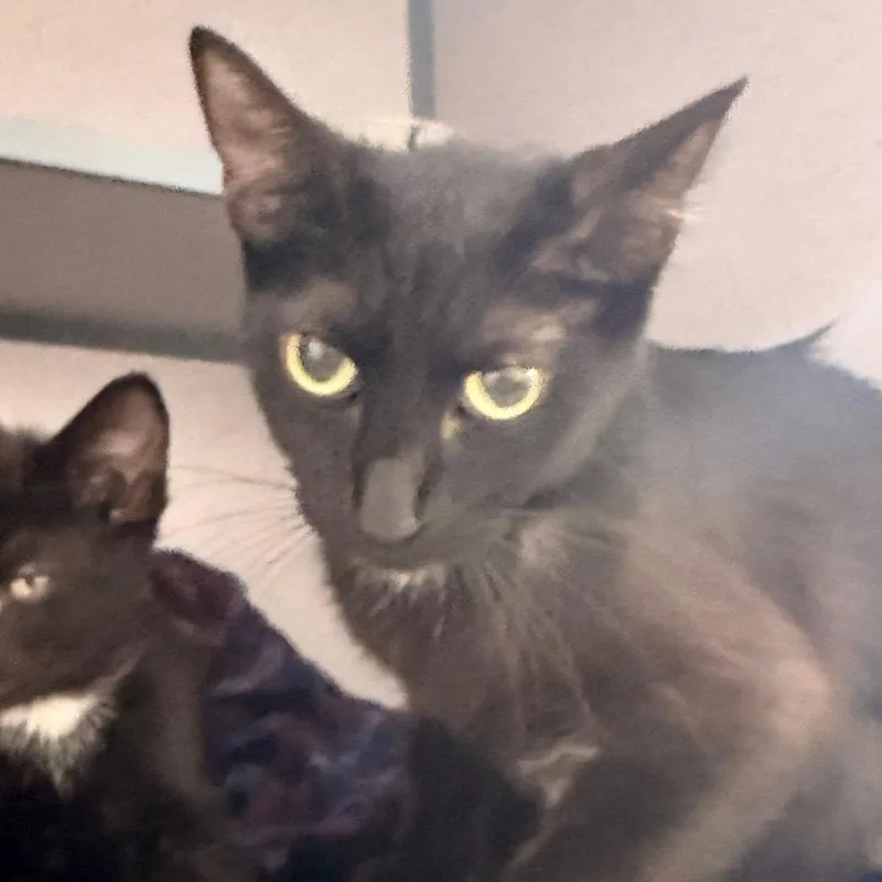 An adult medium-sized female Black Domestic Short Hair cat named Menerva for adoption in Evansville, IN