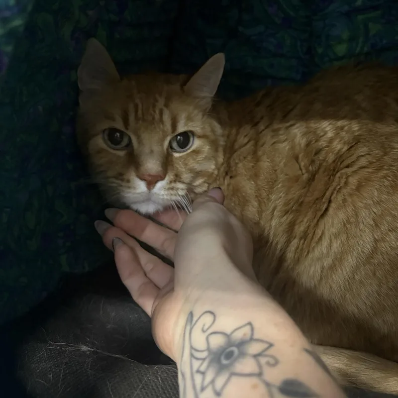 An adult large-sized male Tabby (Orange / Red) Domestic Short Hair cat named Simba for adoption in Saint Charles, MO