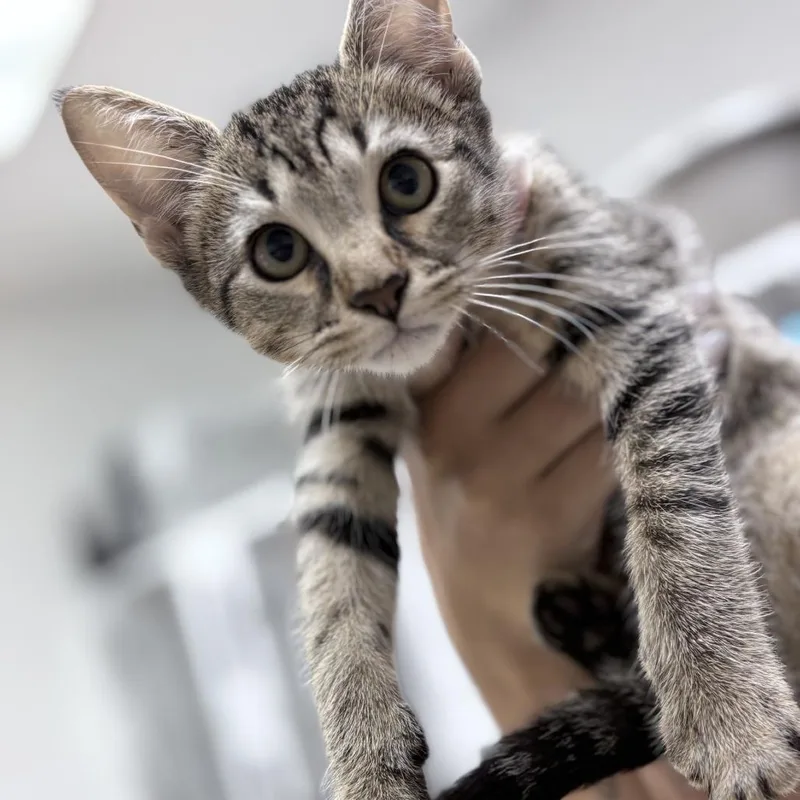 A baby small-sized male Gray / Blue / Silver Domestic Short Hair cat named Tommy for adoption in Tyler, TX