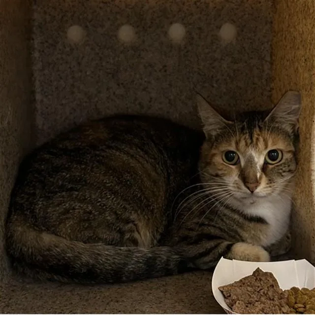 A young small-sized female Domestic Short Hair cat named Doja Cat for adoption in Lincolnton, NC