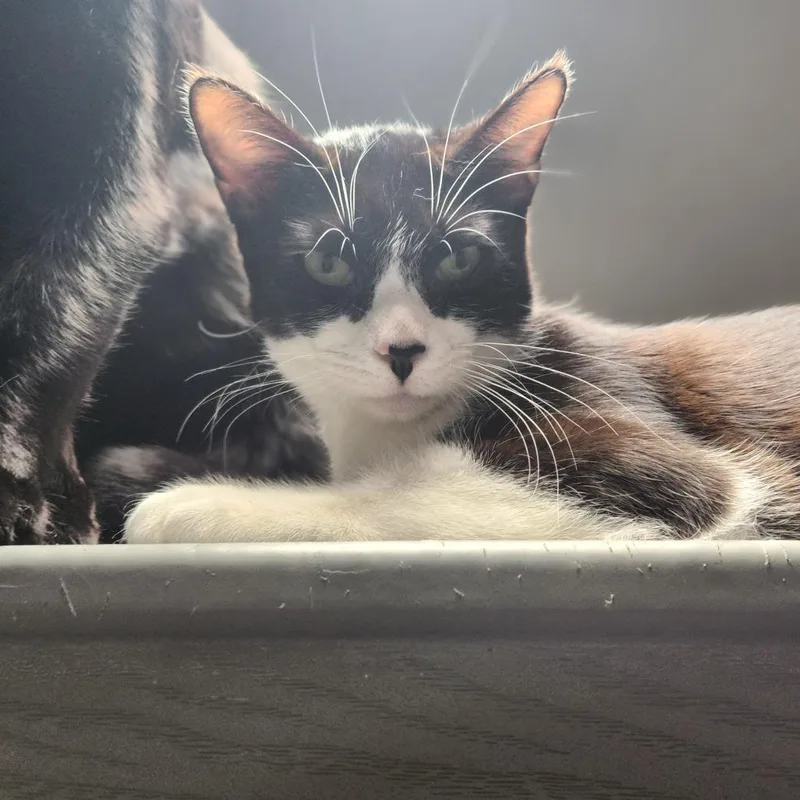 Pepper thumbnail 6