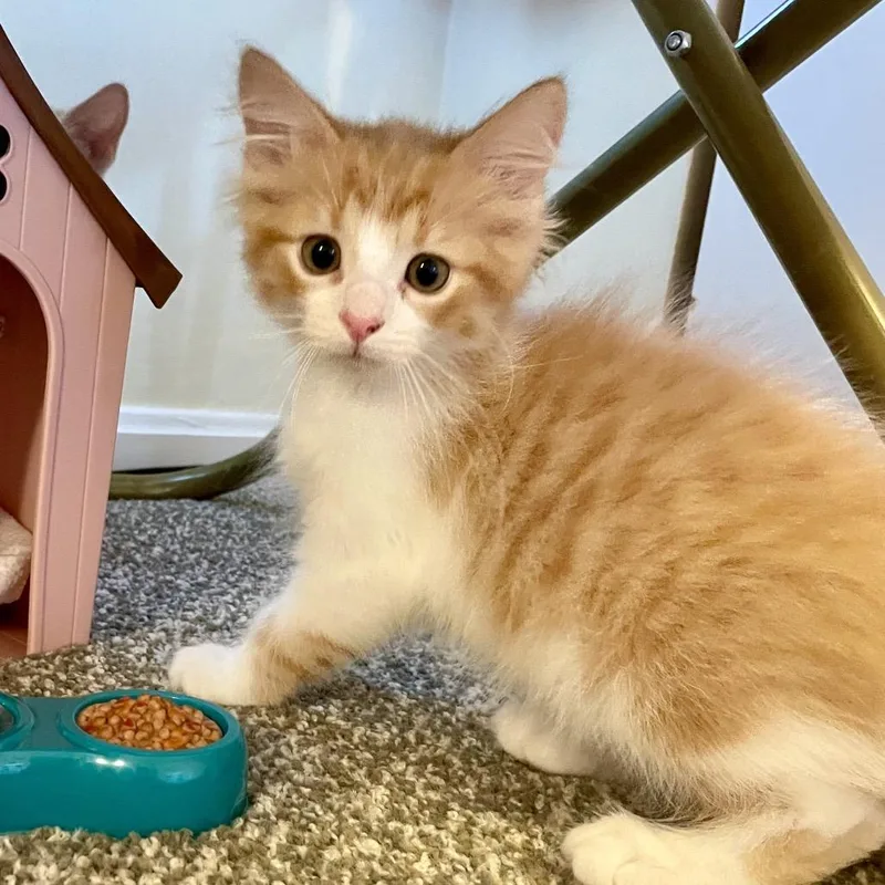 A baby small-sized male Orange / Red Domestic Long Hair cat named Jupiter for adoption in La Grange, KY