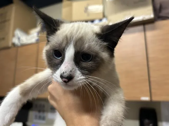 A baby small-sized male Snowshoe cat named Rocket for adoption in Modesto, CA