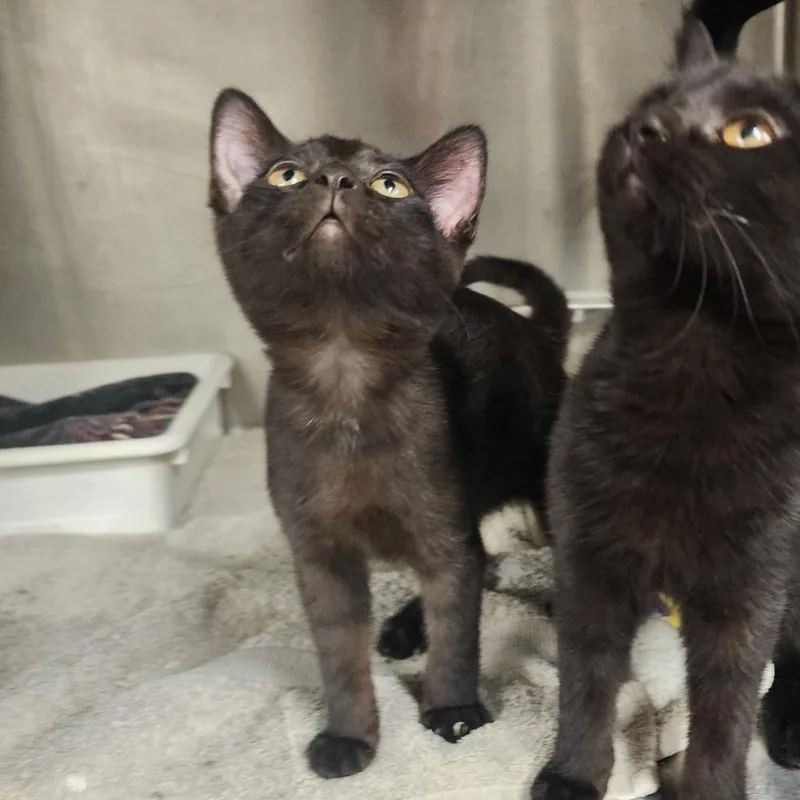 A baby small-sized female Black Domestic Short Hair cat named Nona for adoption in Evensville, TN