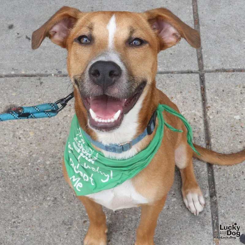A young large-sized male Labrador Retriever dog named Scooby for adoption in Washington, DC