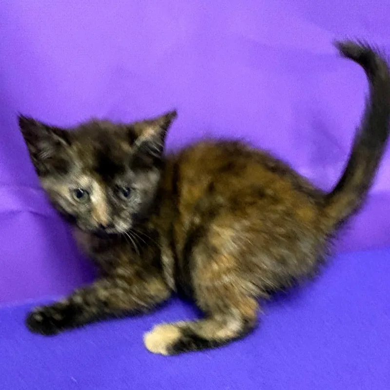 A baby small-sized female Domestic Medium Hair cat named Cheeky for adoption in North Myrtle Beach, SC