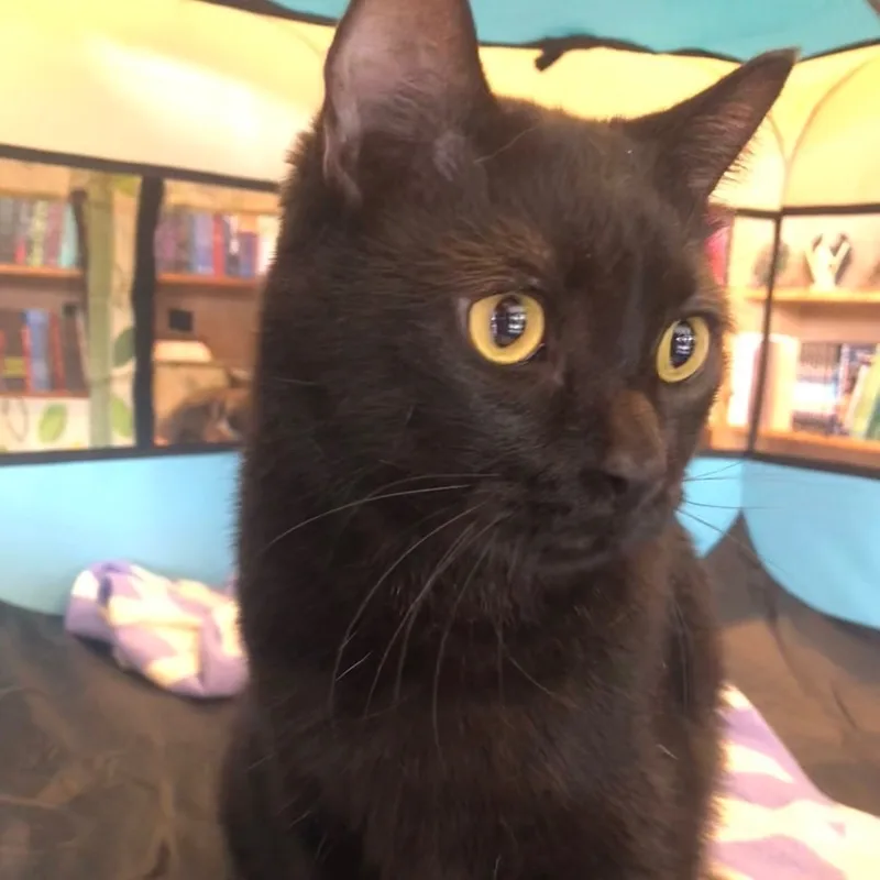 Fredrico thumbnail 2