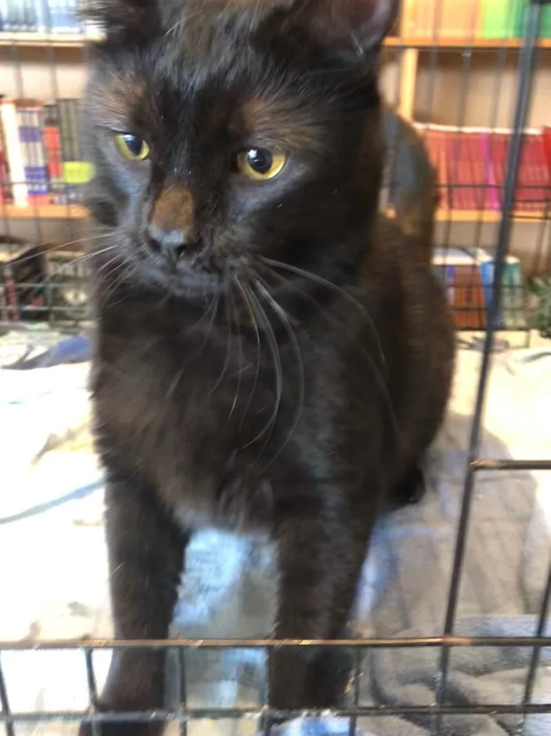 Fredrico thumbnail 5