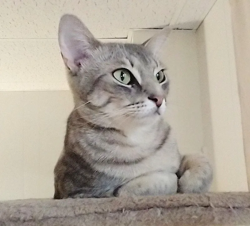 Carolina A Silver Beauty thumbnail 2