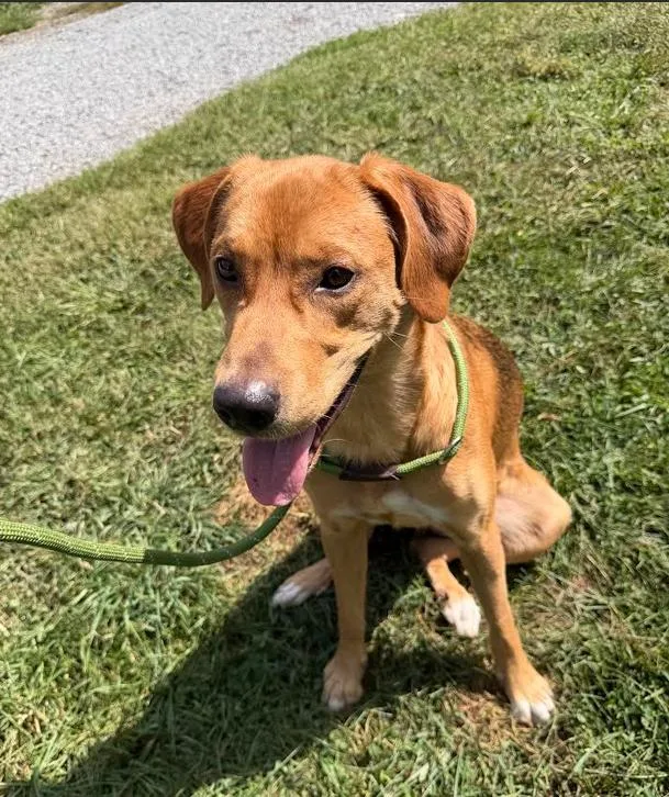 An adult medium-sized male Hound dog named Pumpkin for adoption in Candler, NC