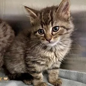 A baby small-sized male Brown / Chocolate Domestic Medium Hair cat named Reef Bonded To Jelly for adoption in Newark, DE