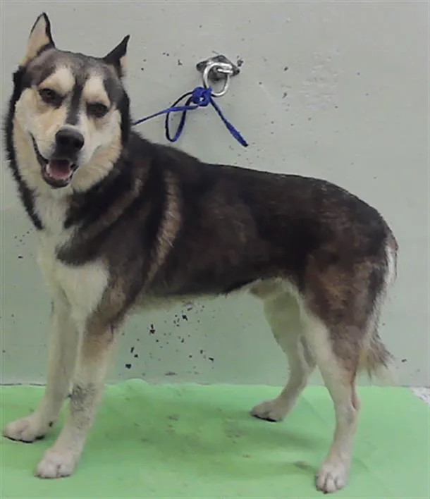 An adult medium-sized male Husky dog named A for adoption in Houston, TX