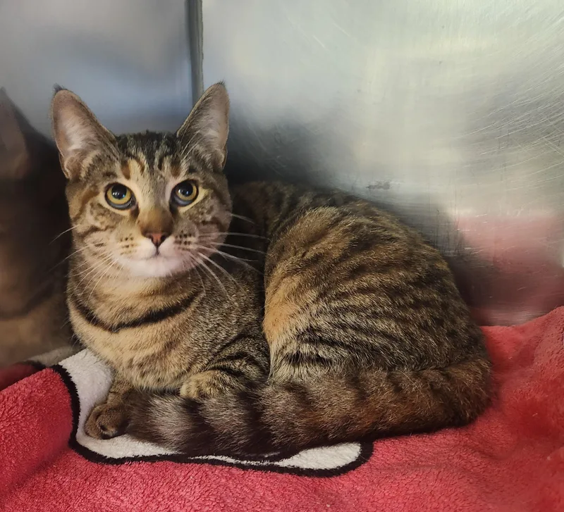 A baby medium-sized female Tabby (Brown / Chocolate) Domestic Short Hair cat named Willow for adoption in Clayton, NJ