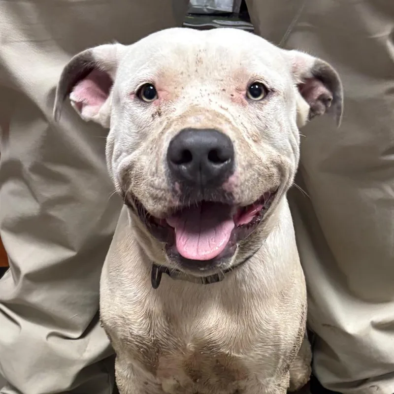 A young large-sized male Pit Bull Terrier dog named Pringle for adoption in Yuma, AZ