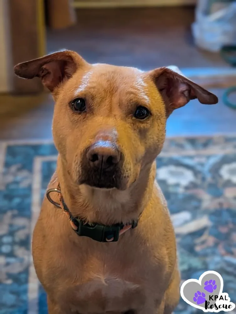 Honey  Bear Mama thumbnail 2