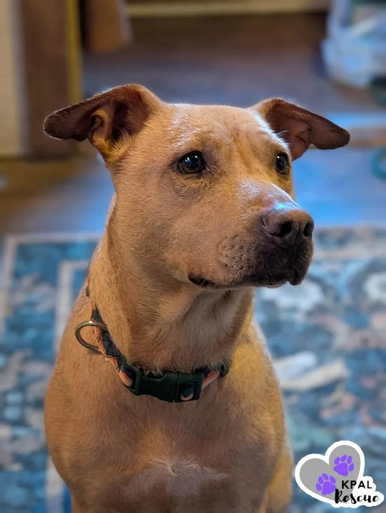 Honey  Bear Mama thumbnail 3