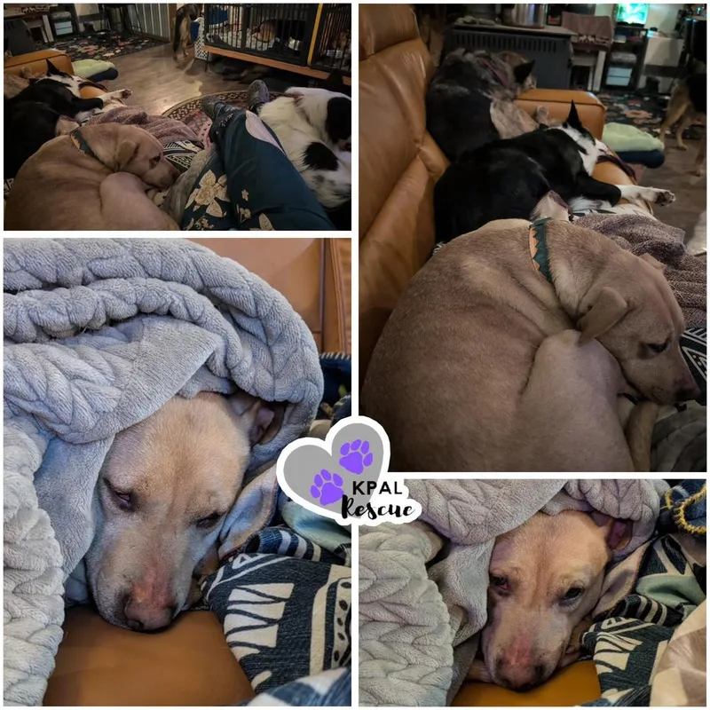 Honey  Bear Mama thumbnail 4