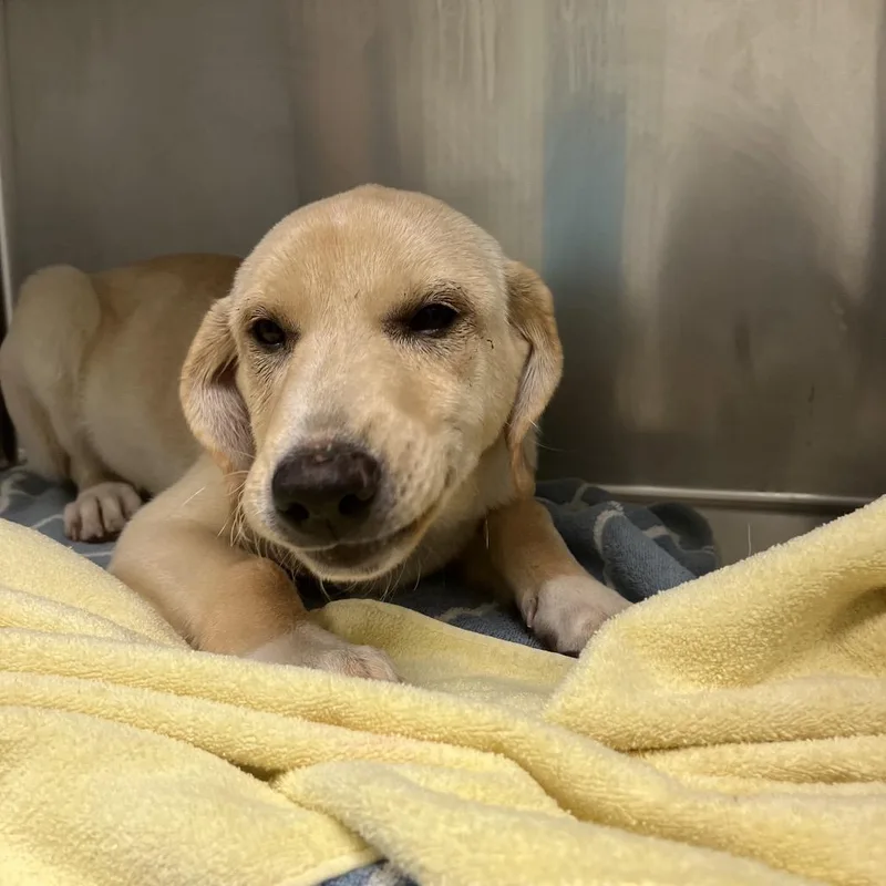 A baby medium-sized male Yellow / Tan / Blond / Fawn Labrador Retriever dog named Brock for adoption in Charlottesville, VA