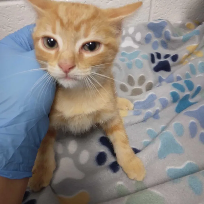 A baby small-sized male Domestic Short Hair cat named Terence for adoption in Spruce Pine, NC