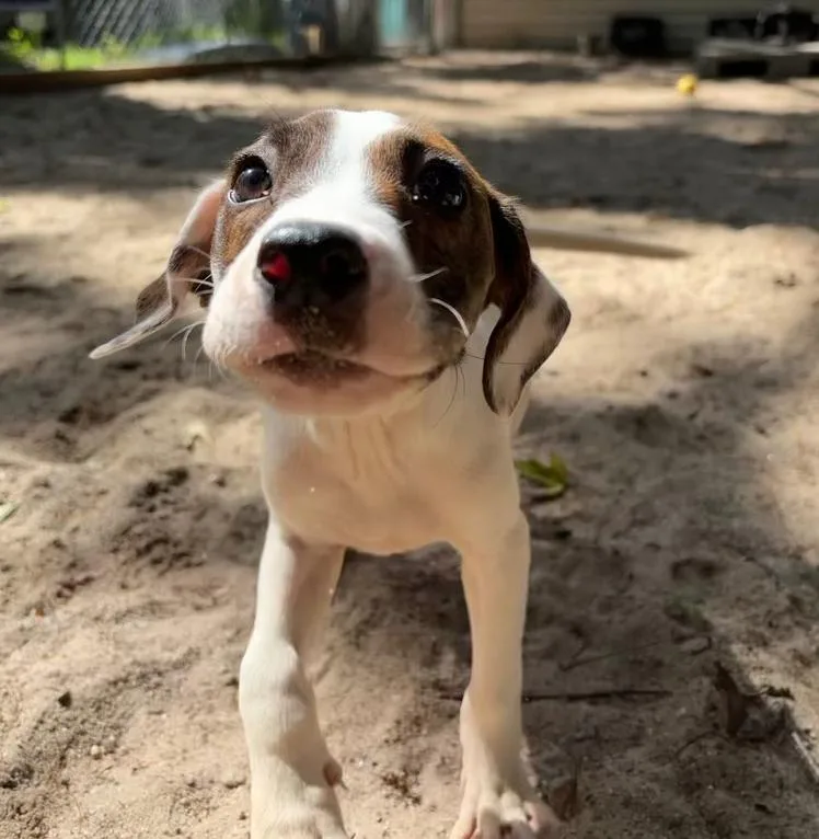 A baby medium-sized female Pit Bull Terrier dog named AAD New Arrival!  for adoption in Armonk, NY