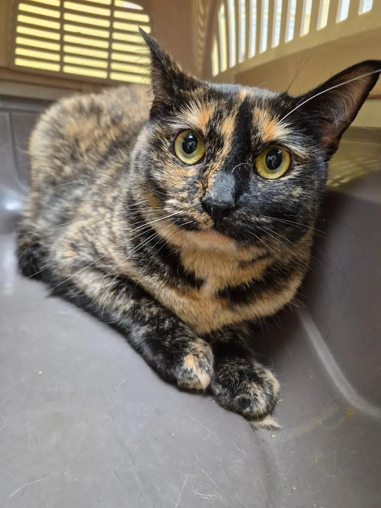 An adult large-sized female Domestic Short Hair cat named Kio for adoption in Crossville, TN