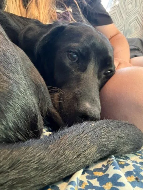An adult large-sized male Labrador Retriever dog named Bear for adoption in Fort Collins, CO