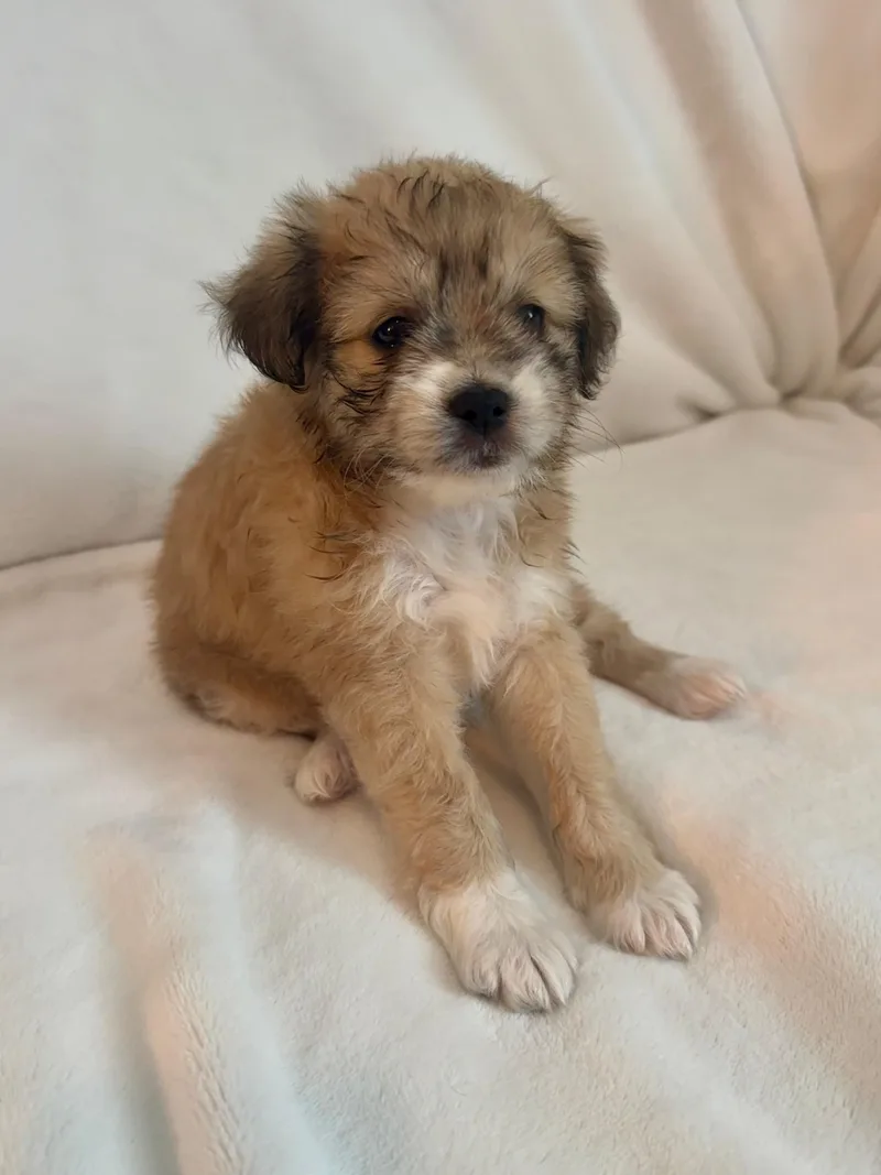 A baby small-sized female Maltese dog named Winnifred for adoption in Discovery Bay, CA