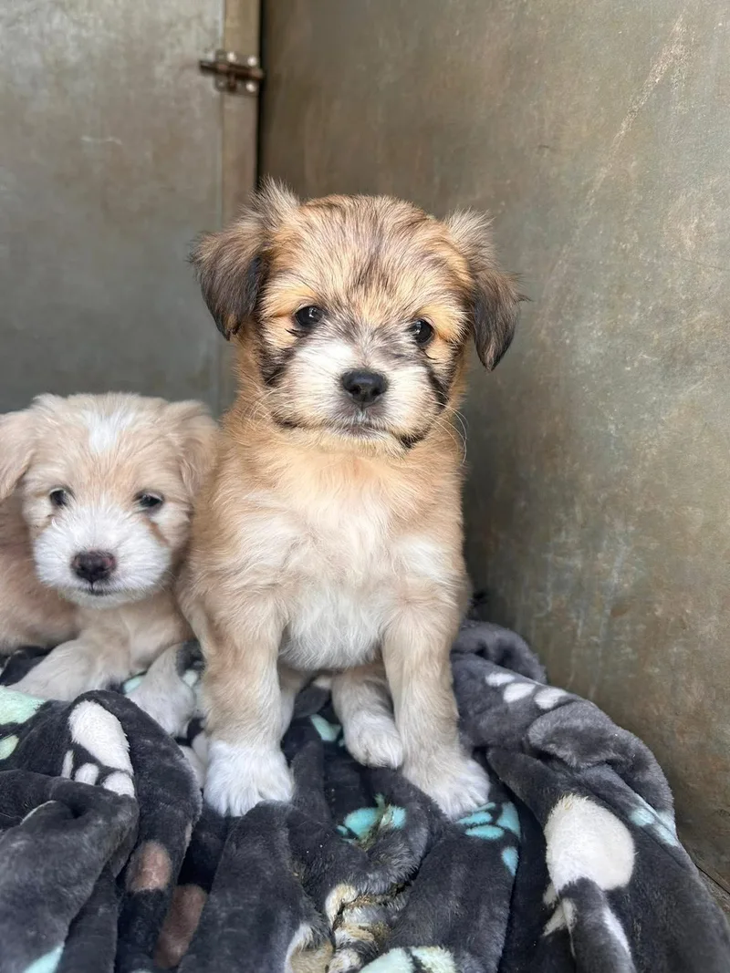 Winnifred thumbnail 2