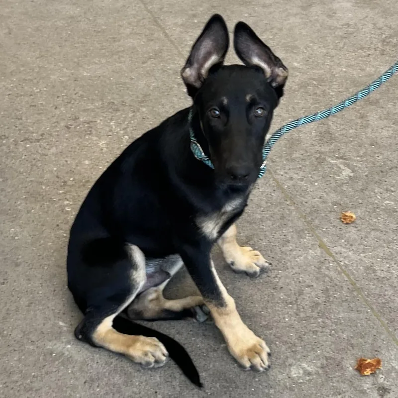 A baby small-sized male Black Mixed Breed dog named Jack for adoption in Las Cruces, NM