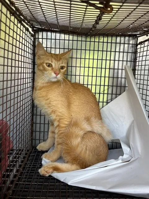 A baby medium-sized female Domestic Short Hair cat named Ariel for adoption in Miami, FL