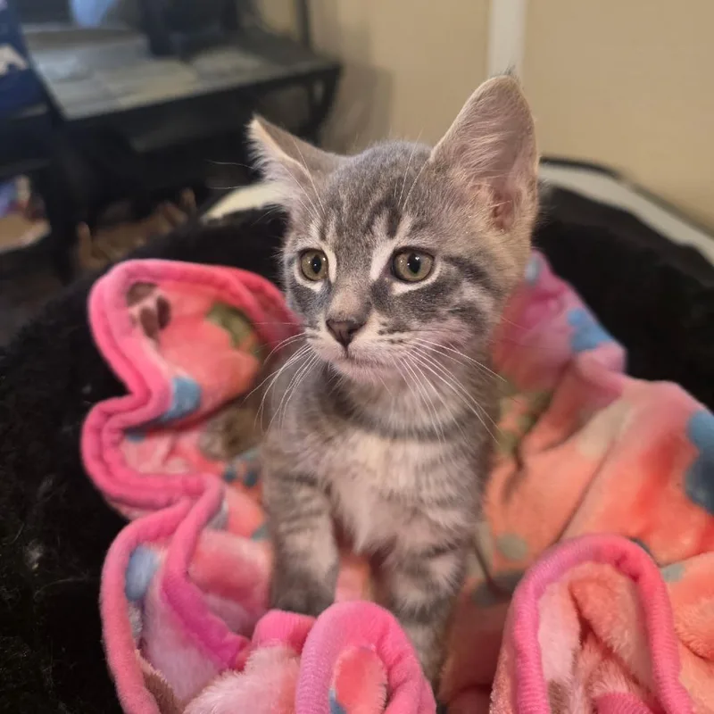 A baby small-sized male Gray / Blue / Silver Domestic Short Hair cat named Loki for adoption in Long Beach, CA