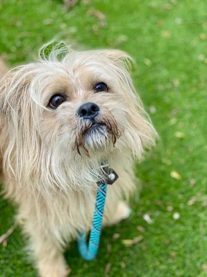 An adult medium-sized male Mixed Breed dog named Bbq for adoption in Munster, IN