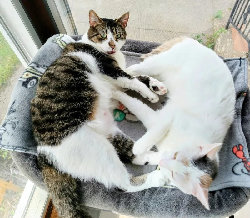 An adult medium-sized female Domestic Short Hair cat named Gizmo Gremlin for adoption in Minneapolis, MN