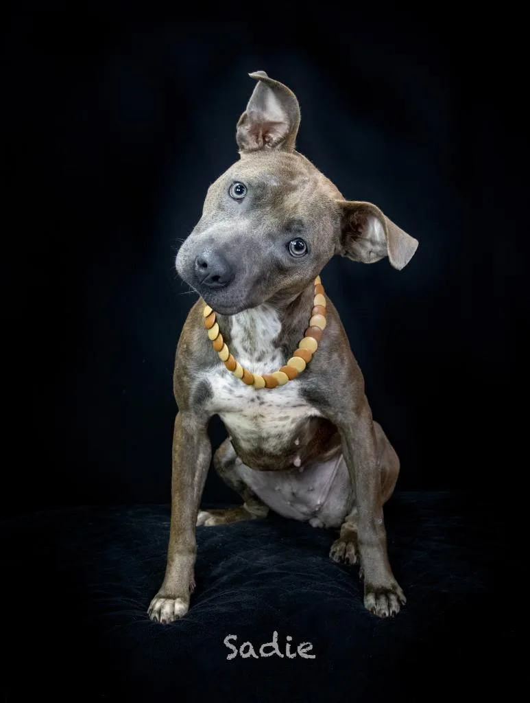 An adult medium-sized female Terrier dog named Sadie for adoption in Hot Springs Village, AR