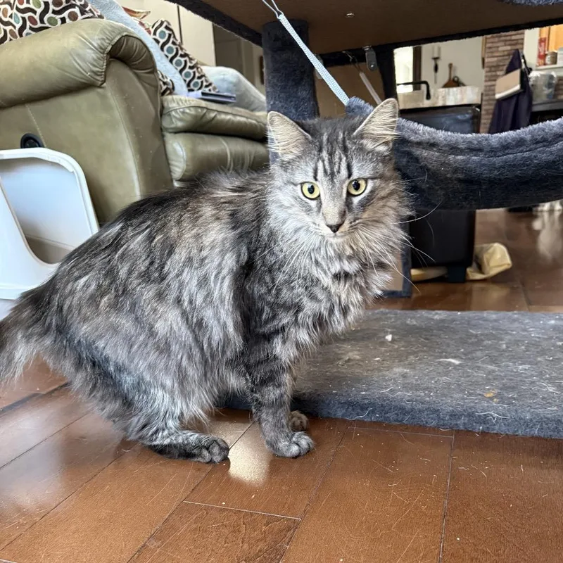 An adult small-sized male Brown / Chocolate Domestic Medium Hair cat named Rain for adoption in Chantilly, VA