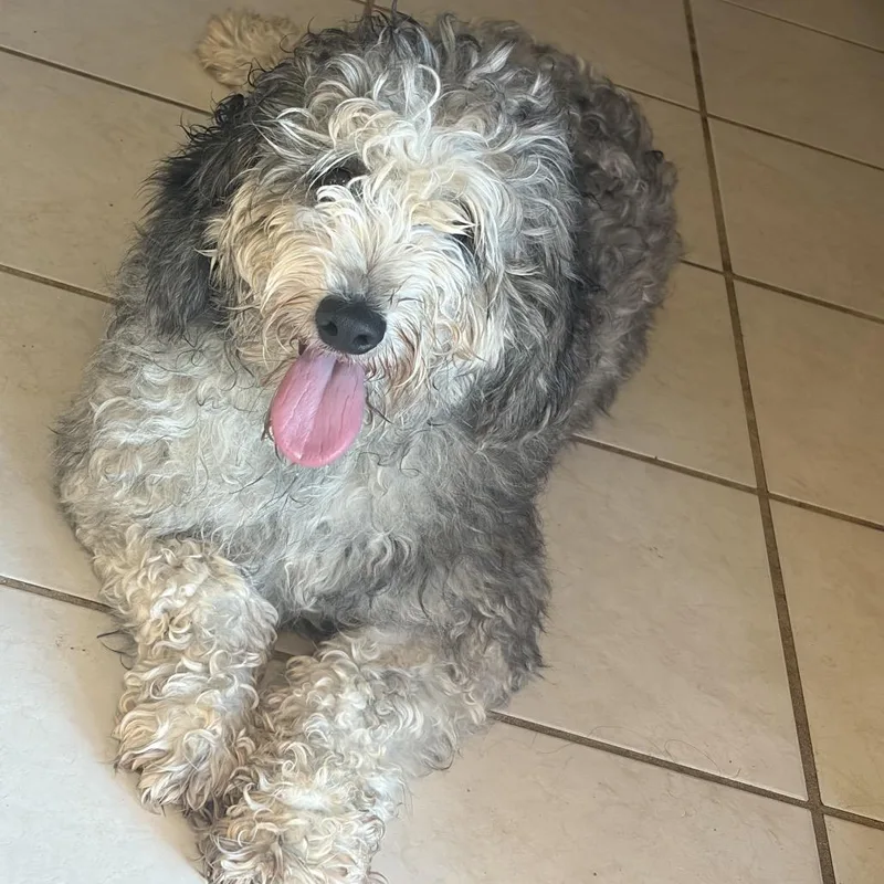 An adult medium-sized female Goldendoodle dog named Marion Cunningham for adoption in Mokena, IL