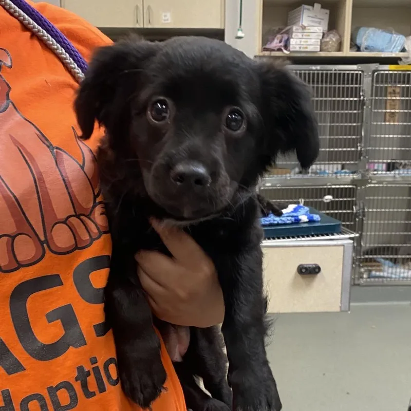 A baby small-sized female Black Spaniel dog named WAGSStray for adoption in Westminster, CA