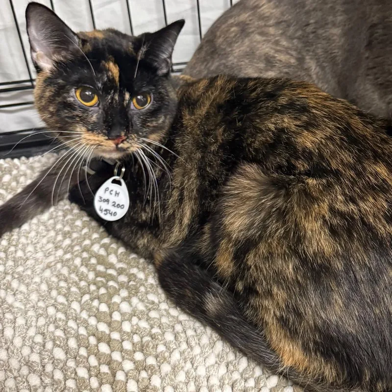 A young medium-sized female Black Domestic Short Hair cat named Dot for adoption in Normal, IL