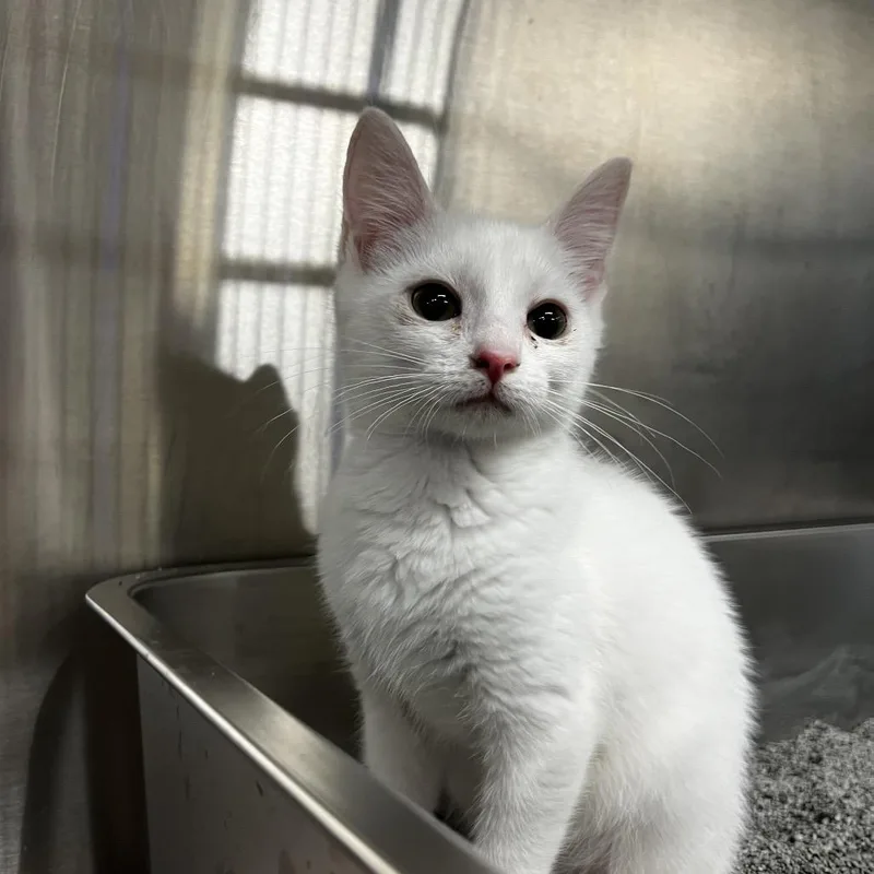 A baby small-sized female White Domestic Short Hair cat named Rizzo for adoption in Harrisville, WV