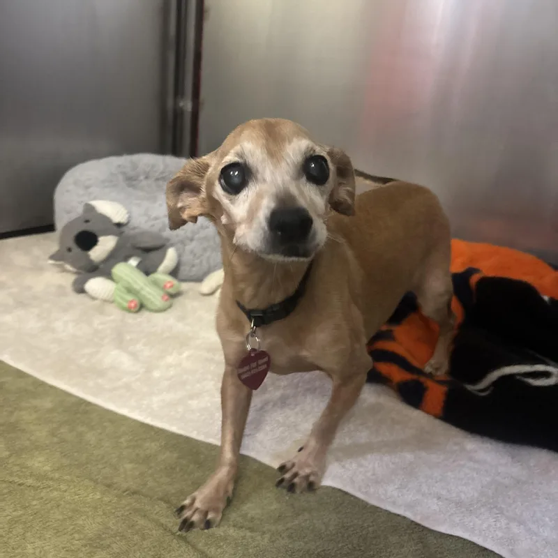 A senior small-sized male Chihuahua dog named Shrimp for adoption in Phoenix, AZ
