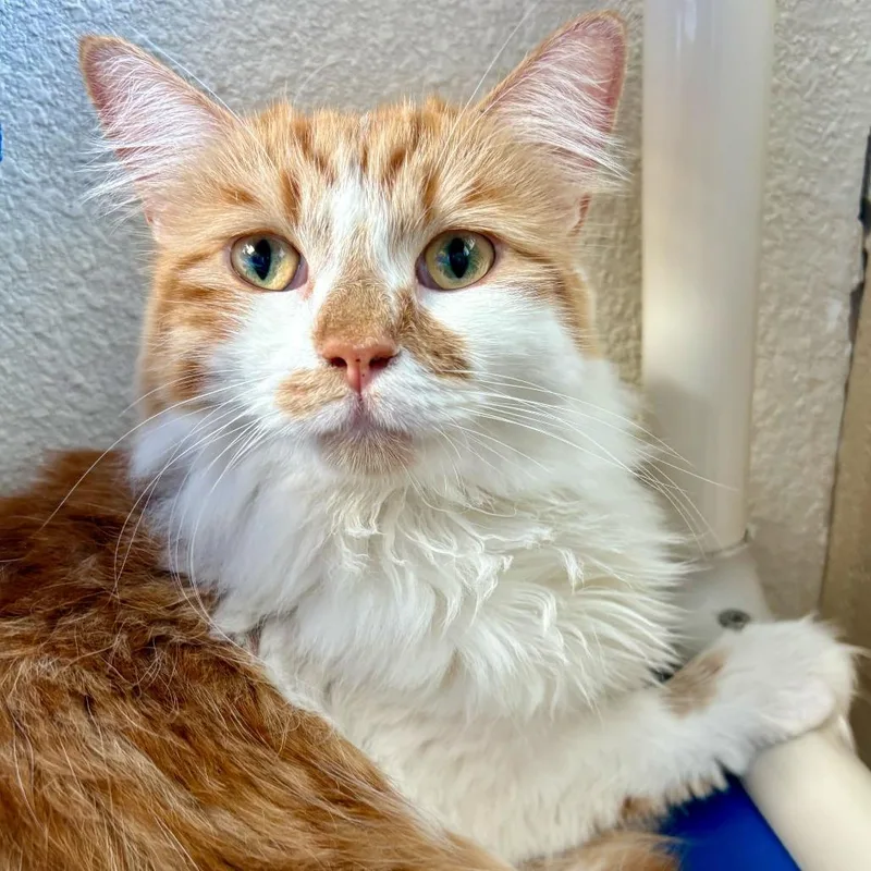 An adult large-sized male Orange / Red Domestic Long Hair cat named Bruce for adoption in Riverside, CA