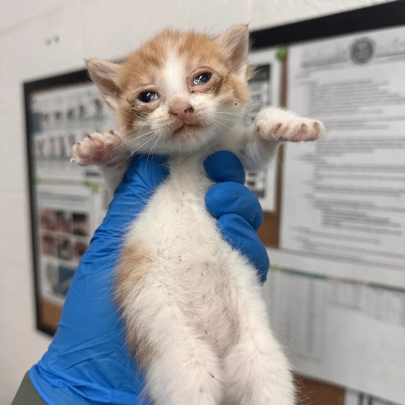 A baby small-sized female White Domestic Short Hair cat named Filly for adoption in Edinburg, TX