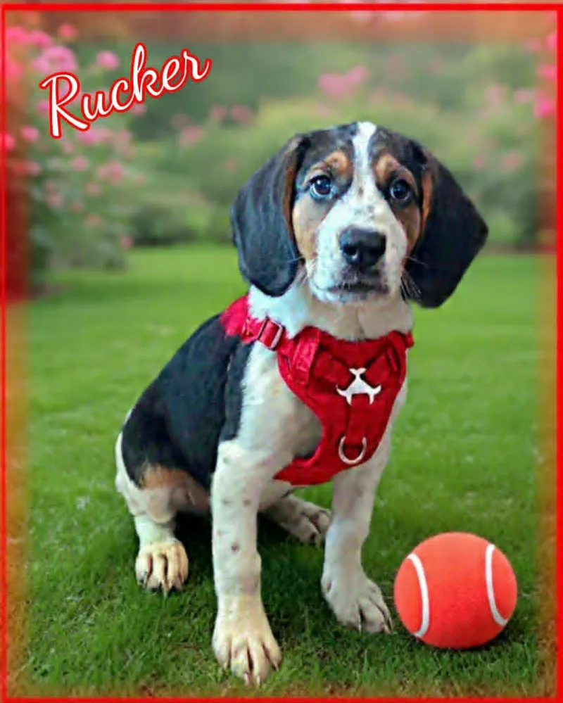 A baby medium-sized male Tricolor (Brown, Black, & White) Beagle dog named Rucker for adoption in Grove, OK