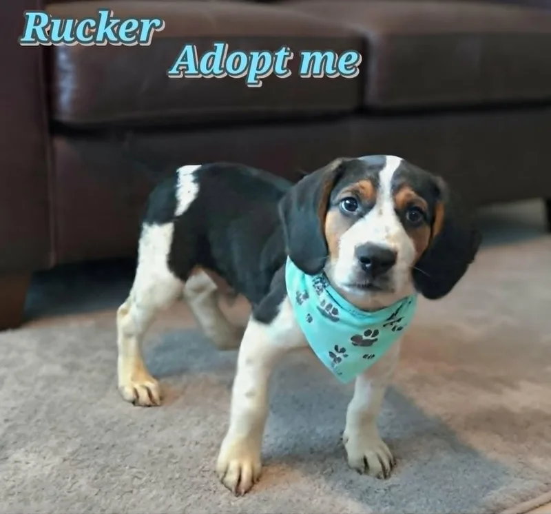 Rucker thumbnail 2