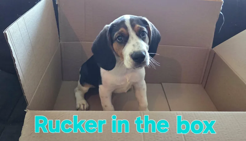 Rucker thumbnail 4