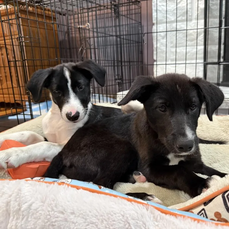 A baby medium-sized male Black Treeing Walker Coonhound dog named Scout for adoption in Festus, MO