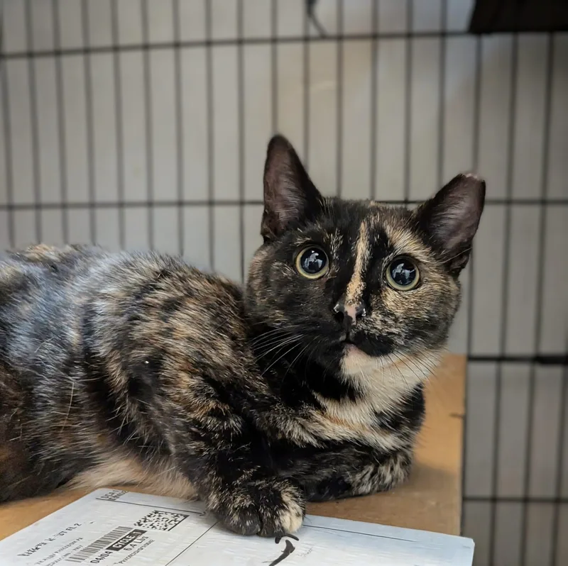 A young small-sized female Tortoiseshell Domestic Short Hair cat named Diexie for adoption in Seven Valleys, PA