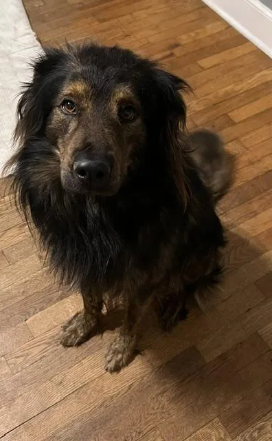 A young medium-sized male Brown / Chocolate Australian Shepherd dog named Thaddeus for adoption in Gardiner, NY